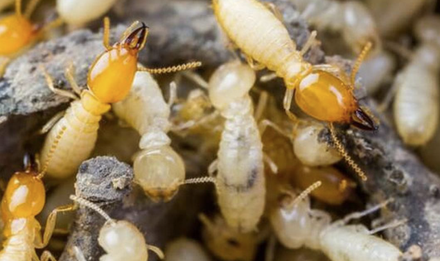 Jasa Anti Rayap: Solusi Efektif Melindungi Hunian dari Kerusakan